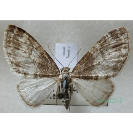 Lobophora halterata (Hufnagel, 1767) Płatynka osikówka Czech1j